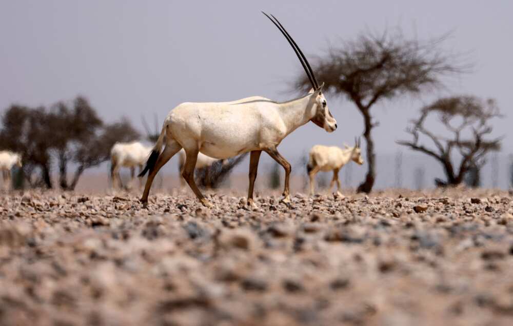 Oryx in the UAE