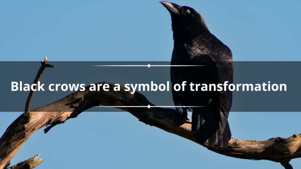 what do black crows mean