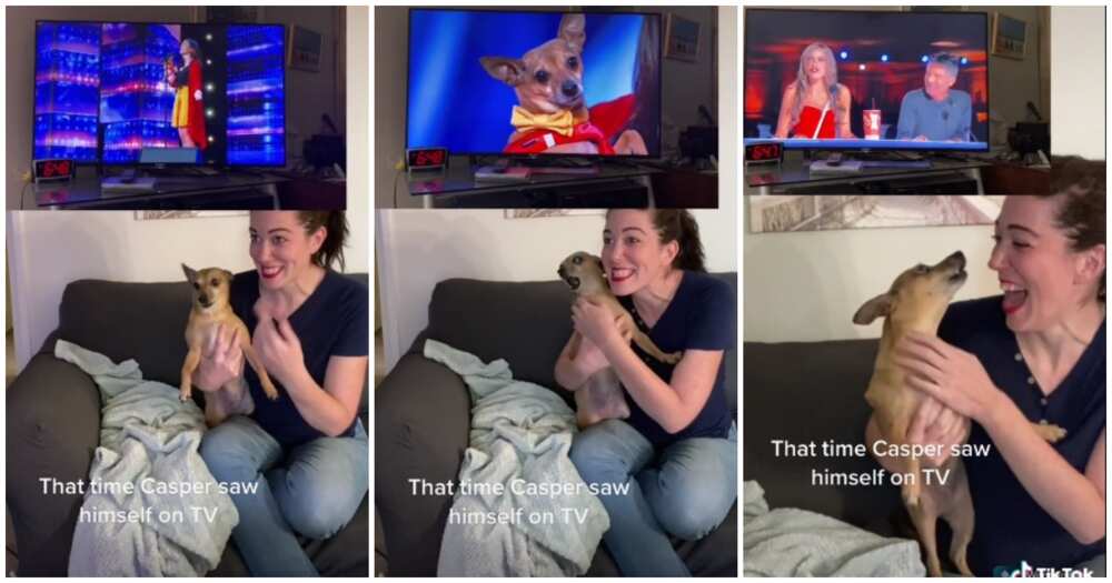 Emotional dog, dog screams, dog sees self on TV, America's Got Talent