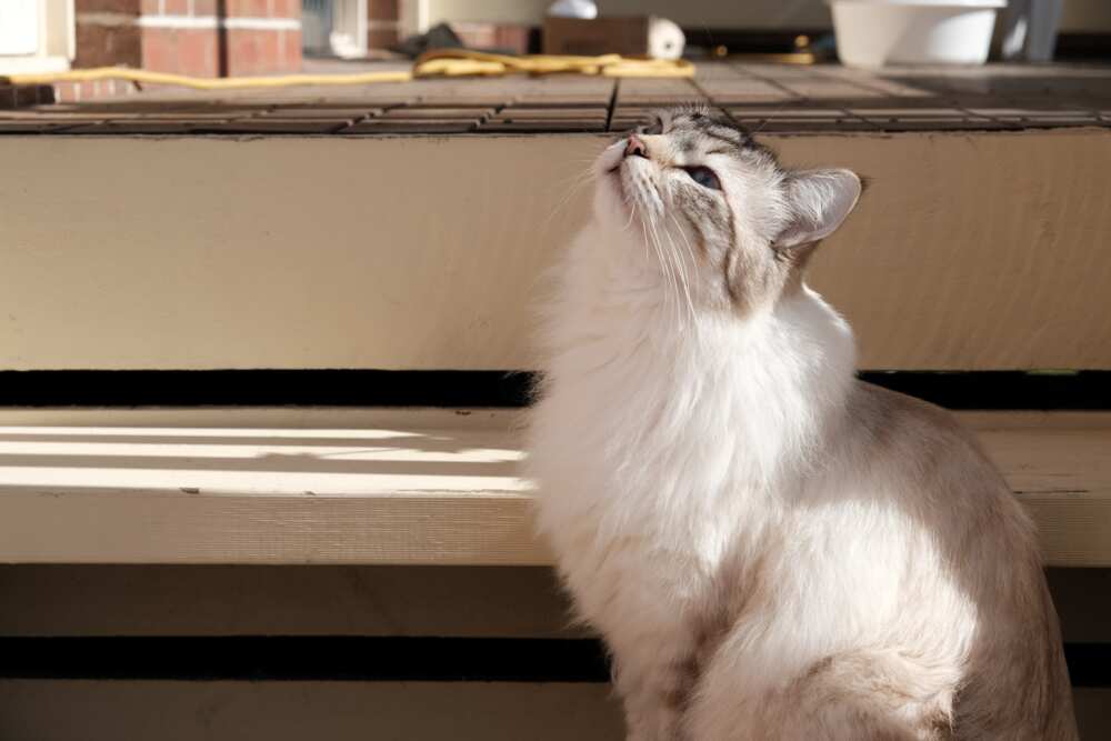 Most expensive cat breeds. Most expensive cat breeds.