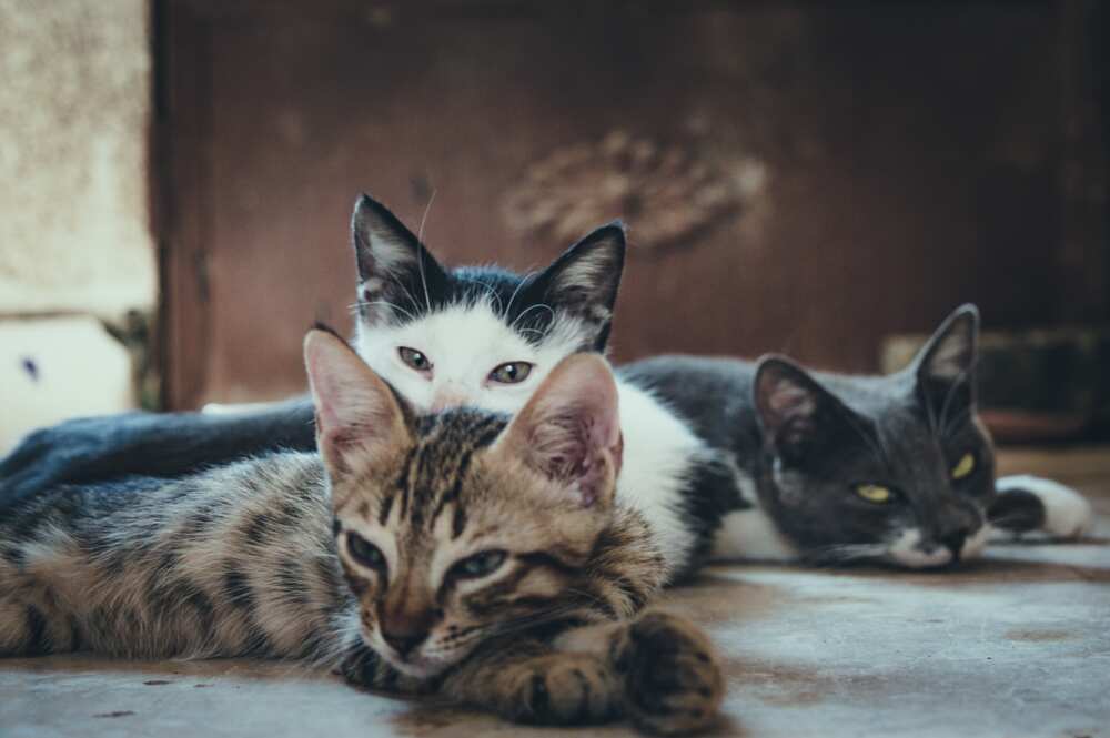 most expensive cat breeds most expensive cat breeds