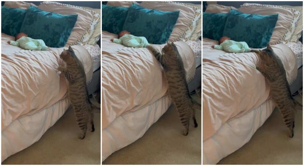 Photos of a cat tapping a baby on the bed.
