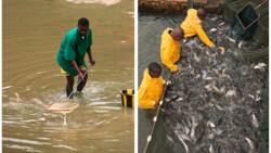 Insurgency: We lose N500m weekly to Boko Haram, fish producers cry out