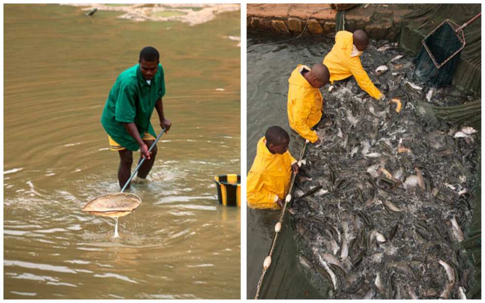 Importance of fish farming in Nigeria