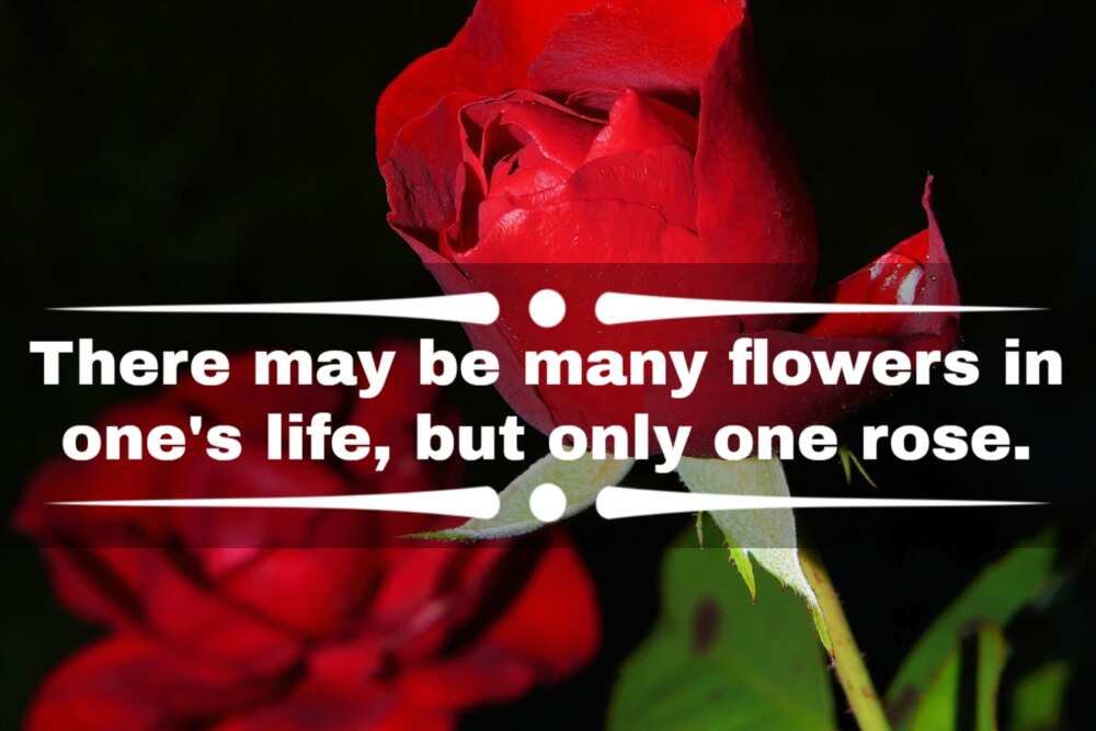 Beautiful rose quotes