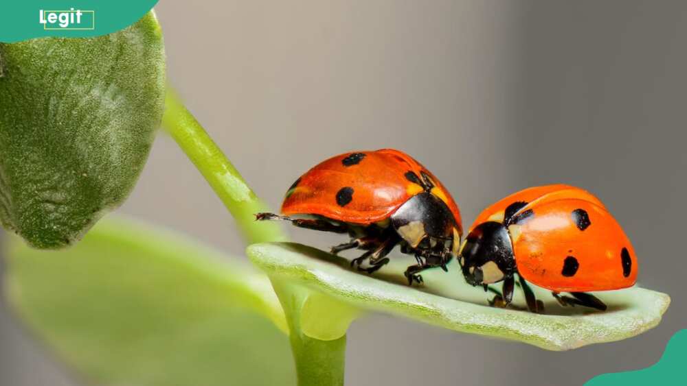 Are ladybugs good luck?