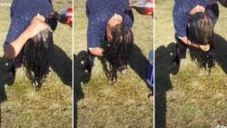 Lady washes dreadlocks with Coca-Cola in viral video, leaves peeps with mixed feelings: "Pass near bees"