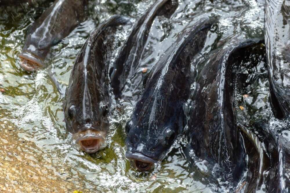 Fish farming Fish farming