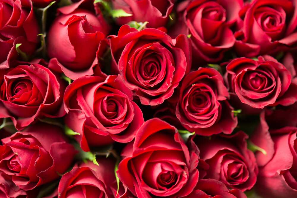 A close-up shot of red roses