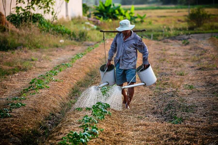 How to invest in agriculture in Nigeria - useful guide