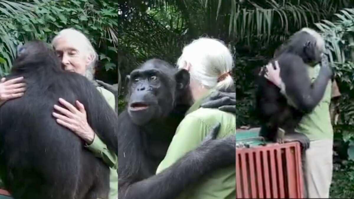 Watch the hug between a chimpanzee and an animal activist that everyone is talking about