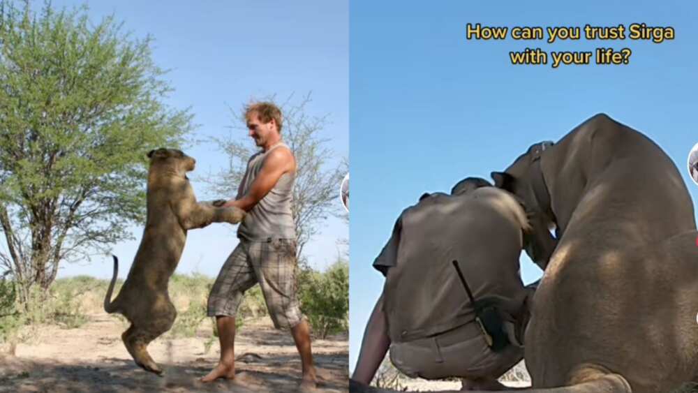 Man raises Lion for 11 years