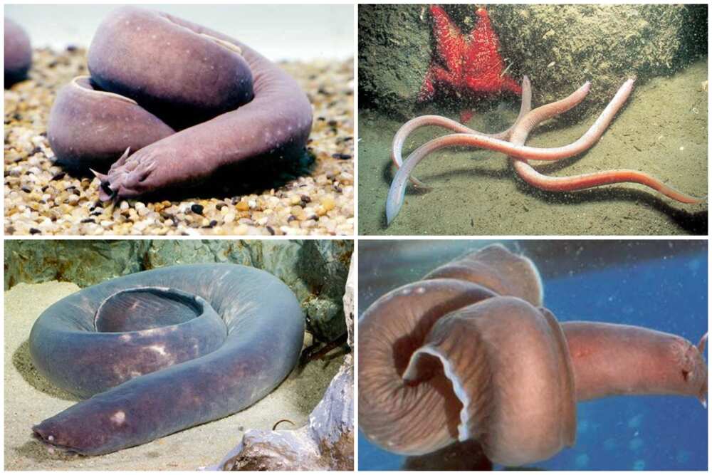 scariest looking animals in the world