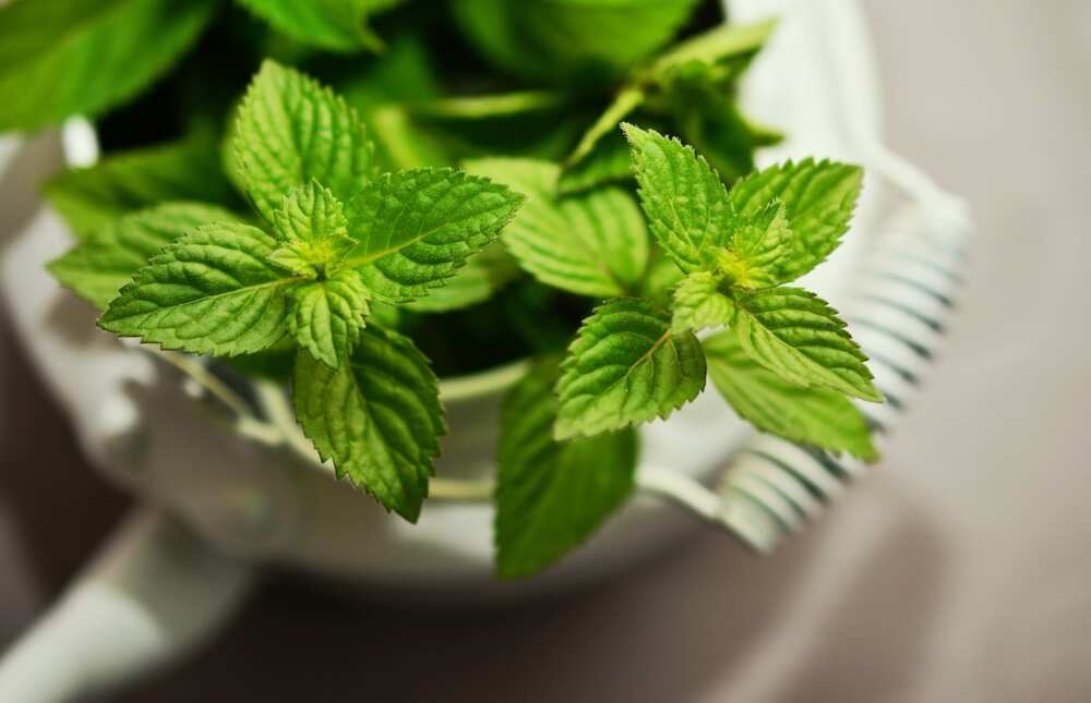 Natural diuretic herbs: peppermint