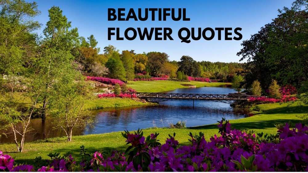 56 Inspirational Flower Quotes - Best Quotes About Flowers