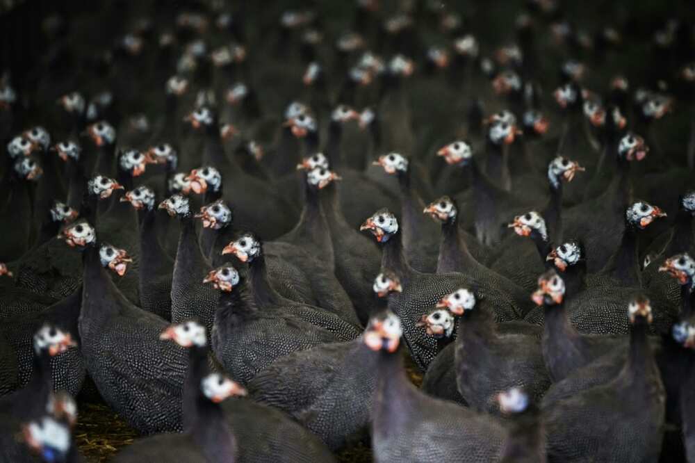 Guinea fowl in a poultry house in western France