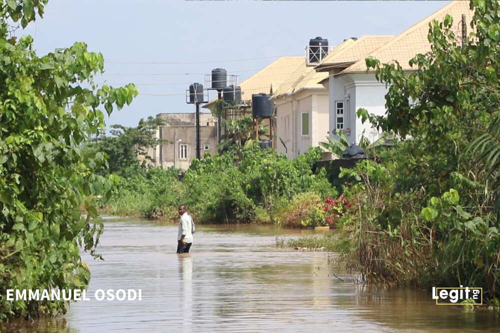 Crocodiles, wild animals invade Ogun community