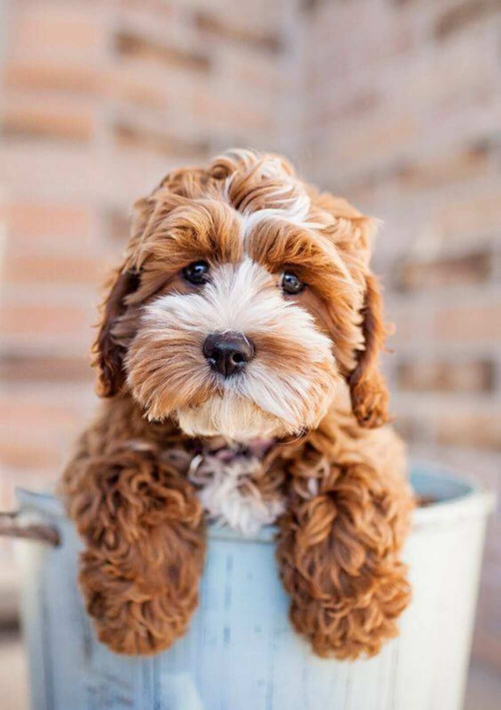 Top 10 Cutest Dog Breeds In The World vrogue.co