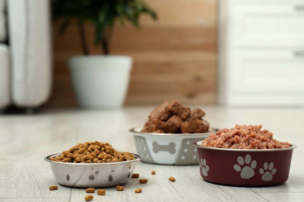 Différents aliments pour chiens.