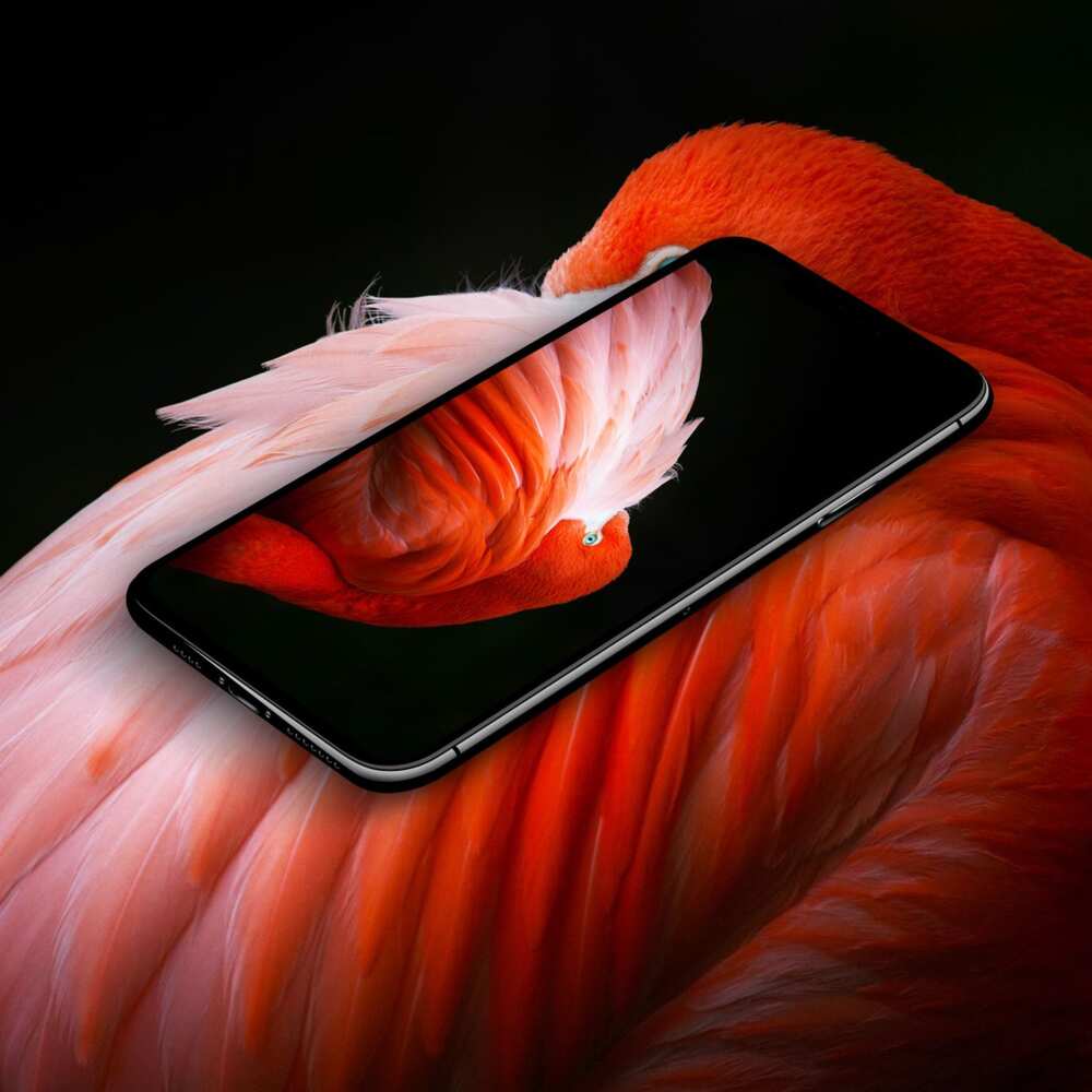 iphone x release date iphone x release date
