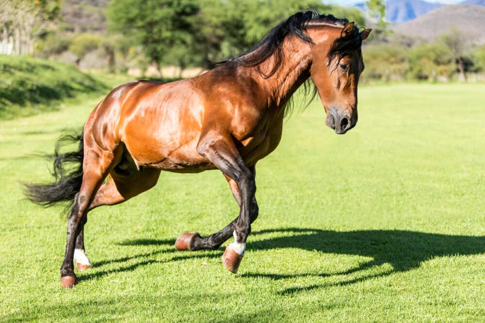 Le Pur-sang, l'un des plus beaux chevaux du monde