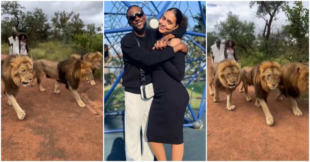 Photos of Omashola and his fiancee walking with lions