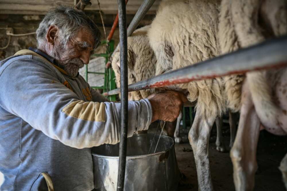 Shepherd Yannis Karganis says rising costs mean he cannot afford to live from his cheese-making business Shepherd Yannis Karganis says rising costs mean he cannot afford to live from his cheese-making business