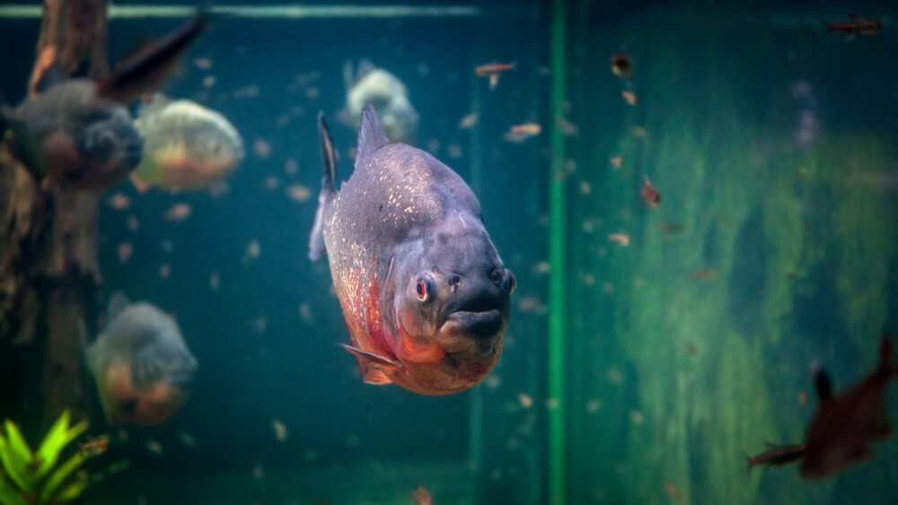 Red-bellied piranha