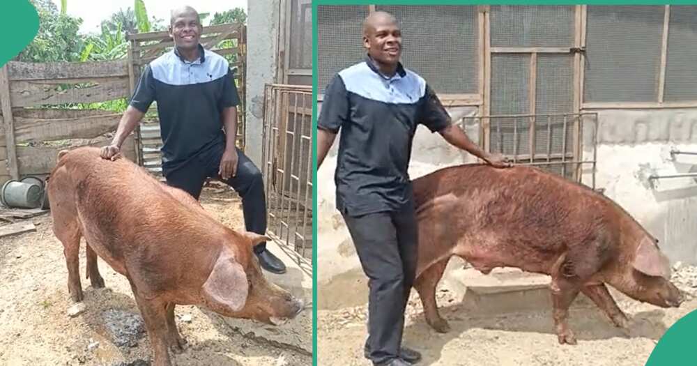 Pig farmer in Nigeria shows off his big pig.