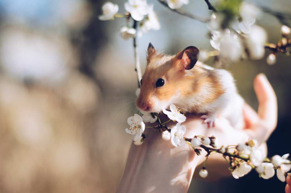 hamster names hamster names