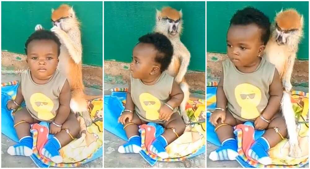 Photos of a monkey and a baby girl.