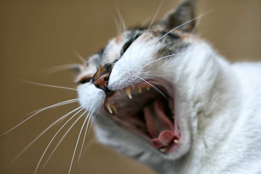 comments avoir l'age d'un chat comments avoir l'age d'un chat