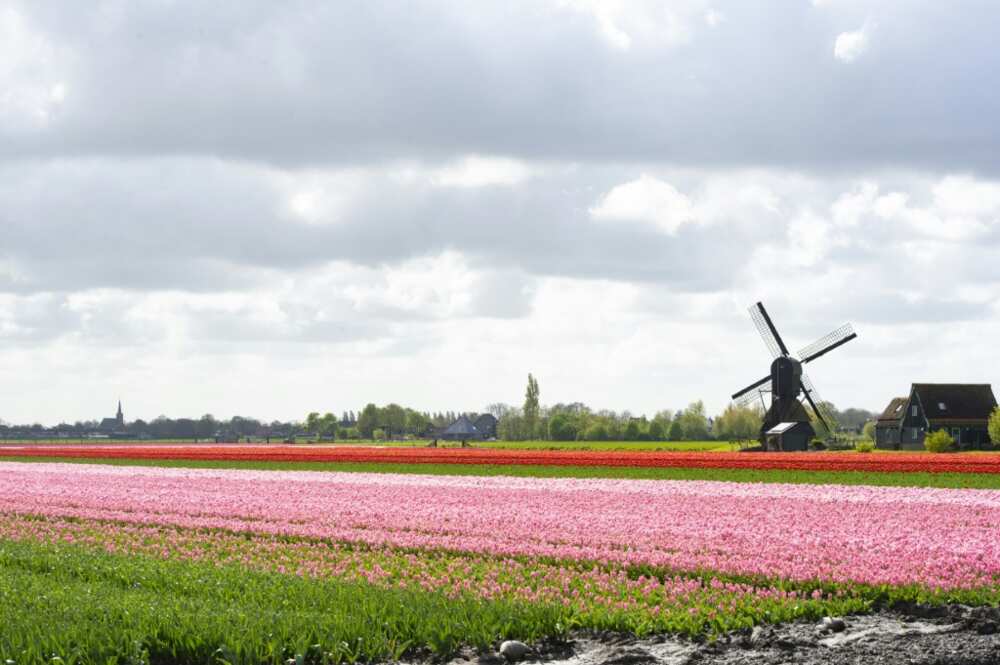 Dutch tulip farmers are petrified about Brexit