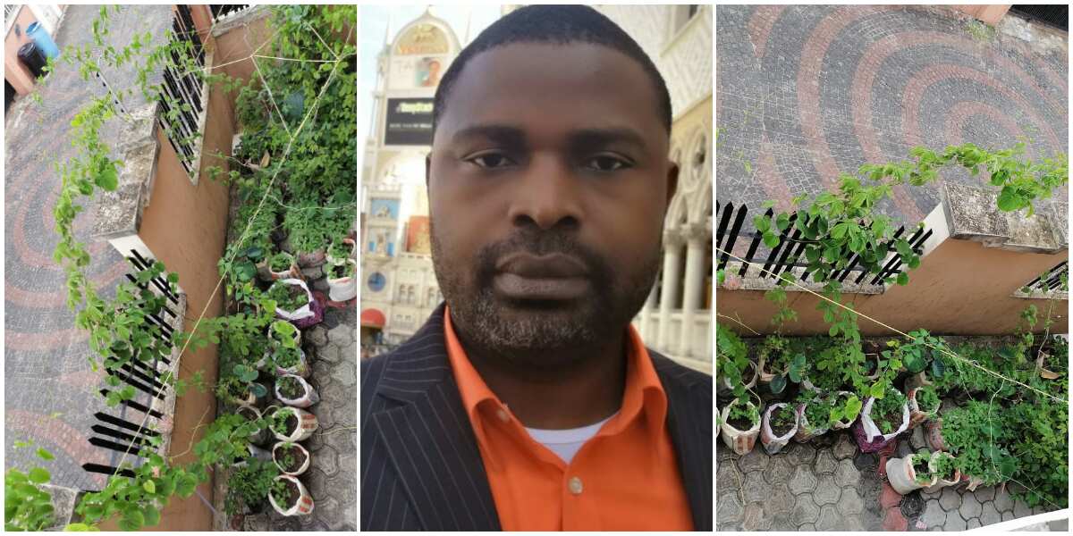 Nigerian man who grows crops above ground showcases his farming style produce, says one doesn't need a farm