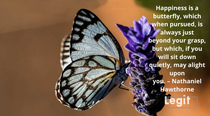 butterfly sayings