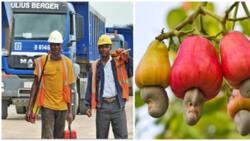 Julius Berger Goes Into Cashew Business, Borrows N30 Billion From Investors