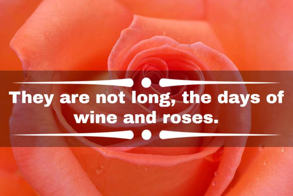 Inspiring rose quotes