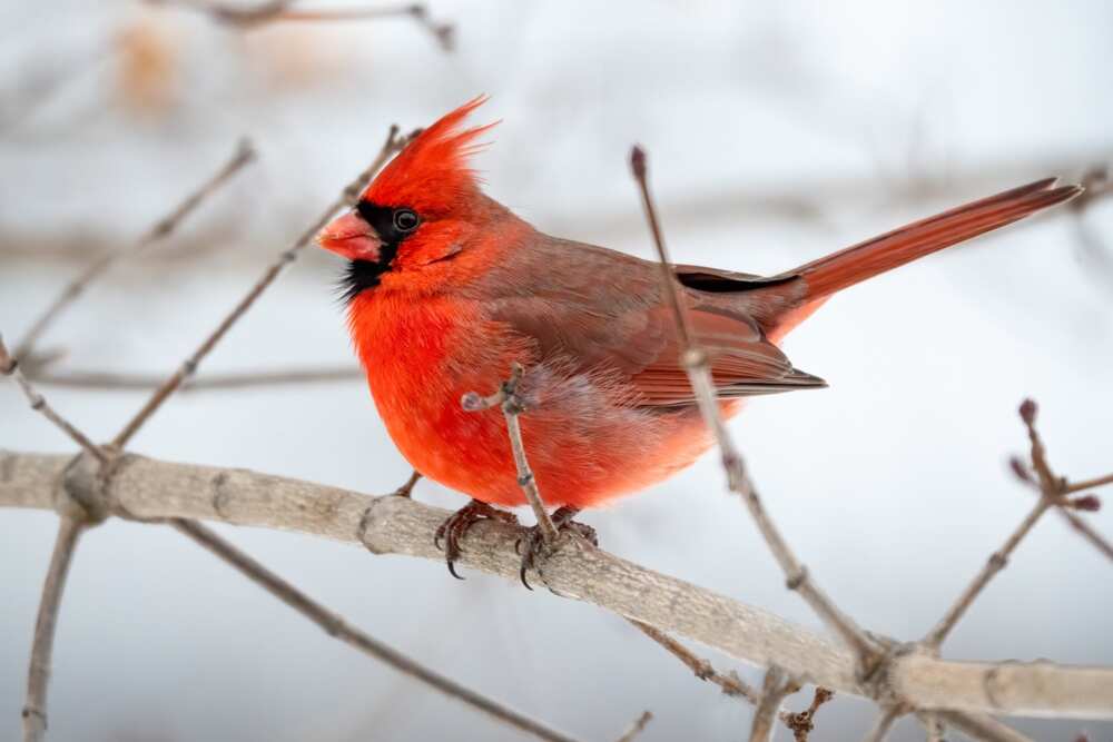 What do birds symbolize in culture?