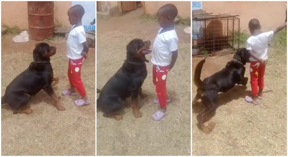 5-year-old boy commanding a rottweiler.
