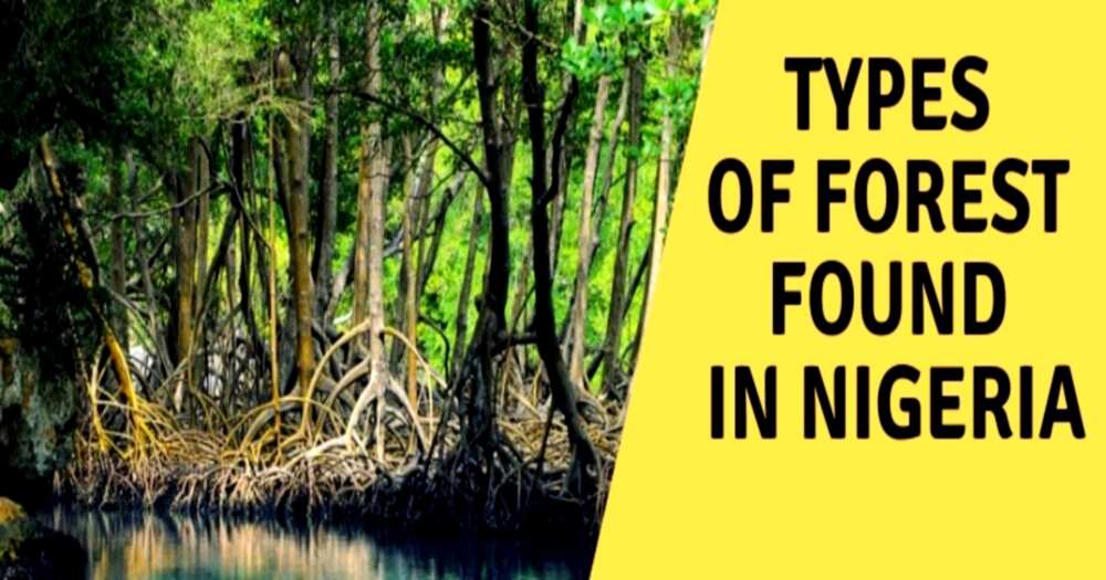 Types of Forest in Nigeria