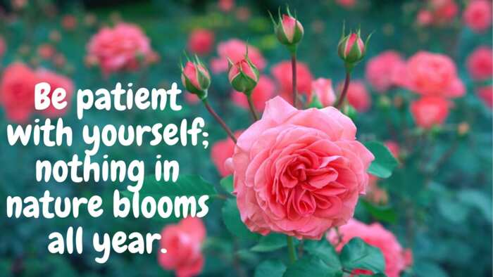 50 beautiful flower quotes and sayings to bring on the spring mood Legit.ng