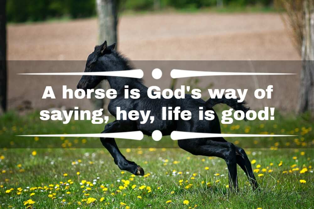 quotes about horses and healing