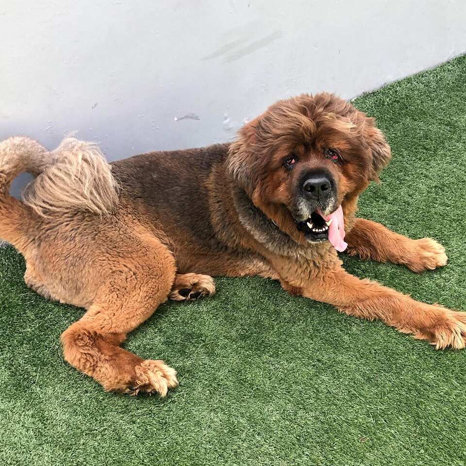 Most expensive dog in India Most expensive dog in India