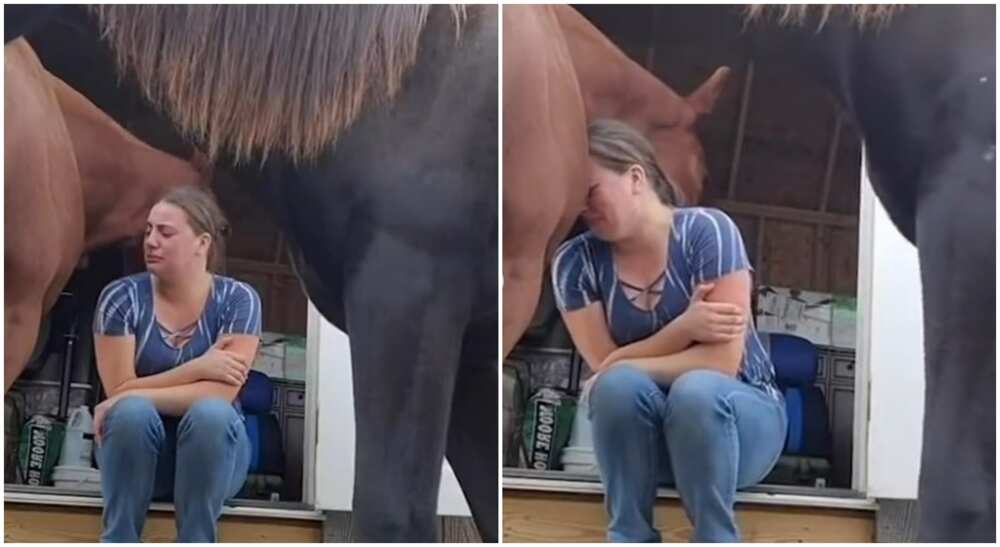 Horse offers Shania a shoulder to cry on.