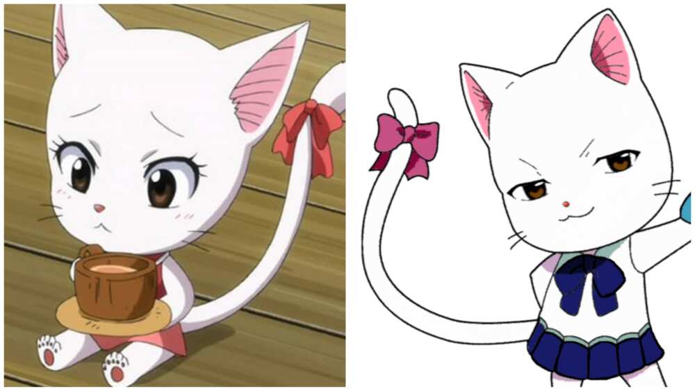 cats in anime