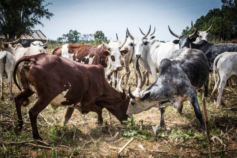 Gods or Physics? Thunder Strikes over 12 Cows Dead in Nigerian Community