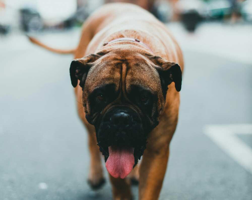 A close-up shot of an English Mastiff dog walking