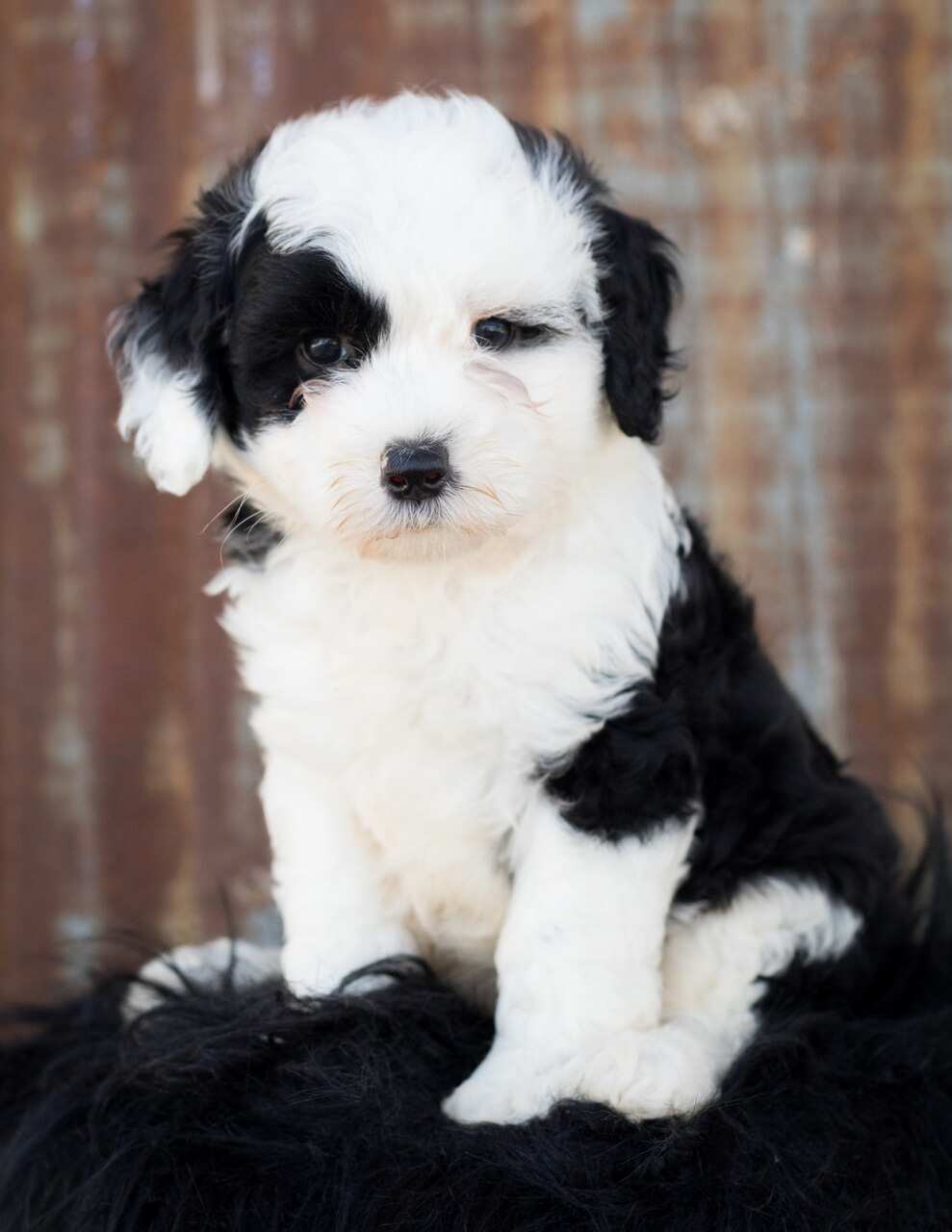 Sheepdog deals poodle puppy