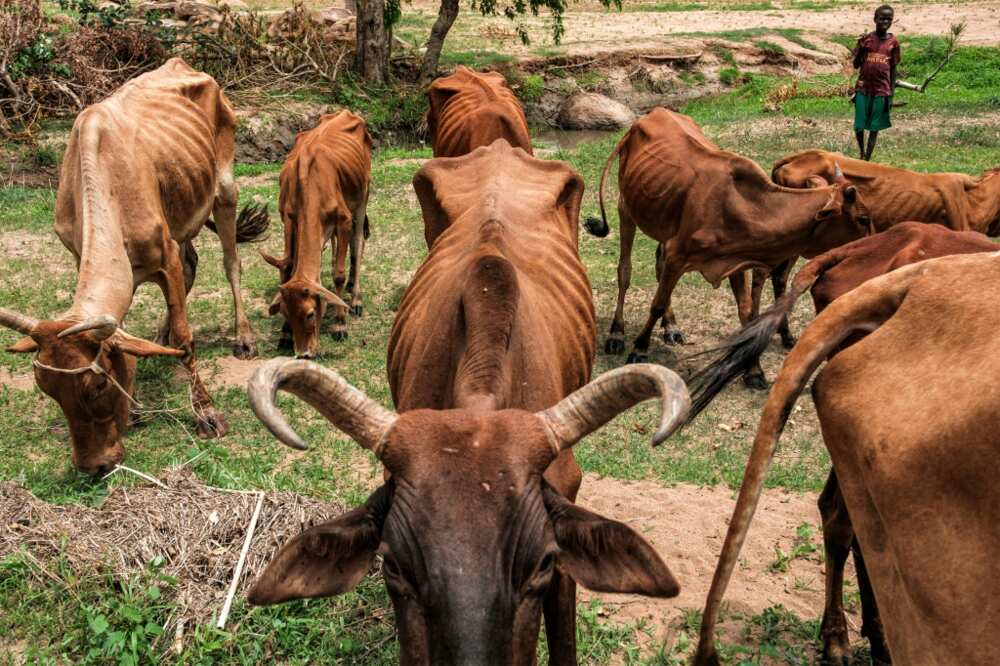 Emaciated cows graze on fresh grass after the late arrival of the first rains in Sudan's Nuba Mountains on June 18, 2024