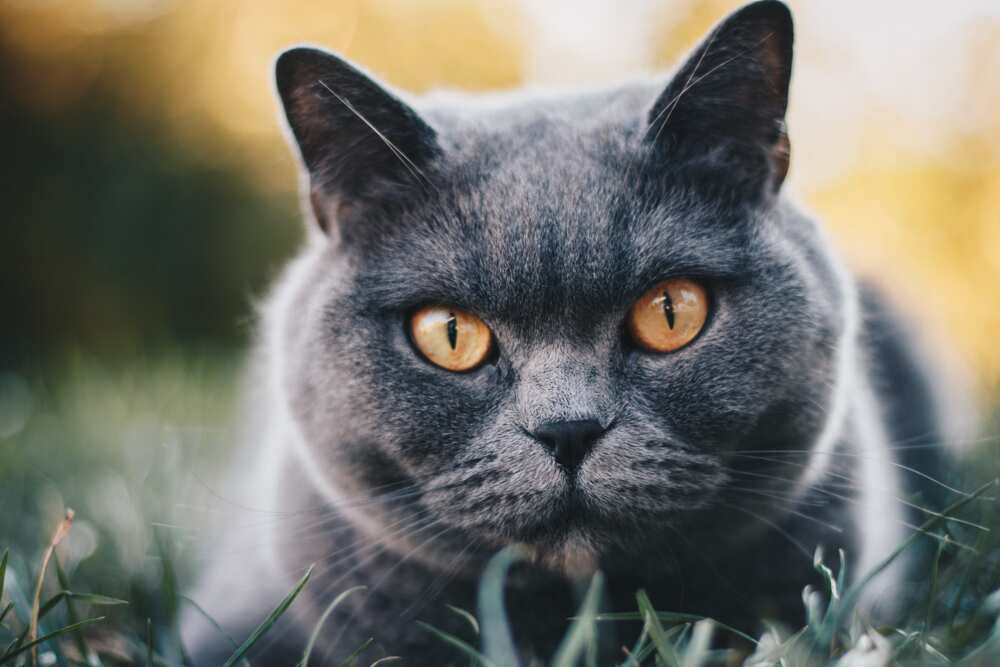 What is the most expensive cat? What is the most expensive cat?